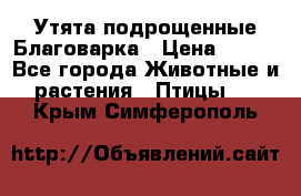 Утята подрощенные Благоварка › Цена ­ 100 - Все города Животные и растения » Птицы   . Крым,Симферополь